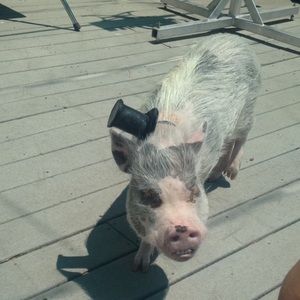 Meet your Posher, Liz